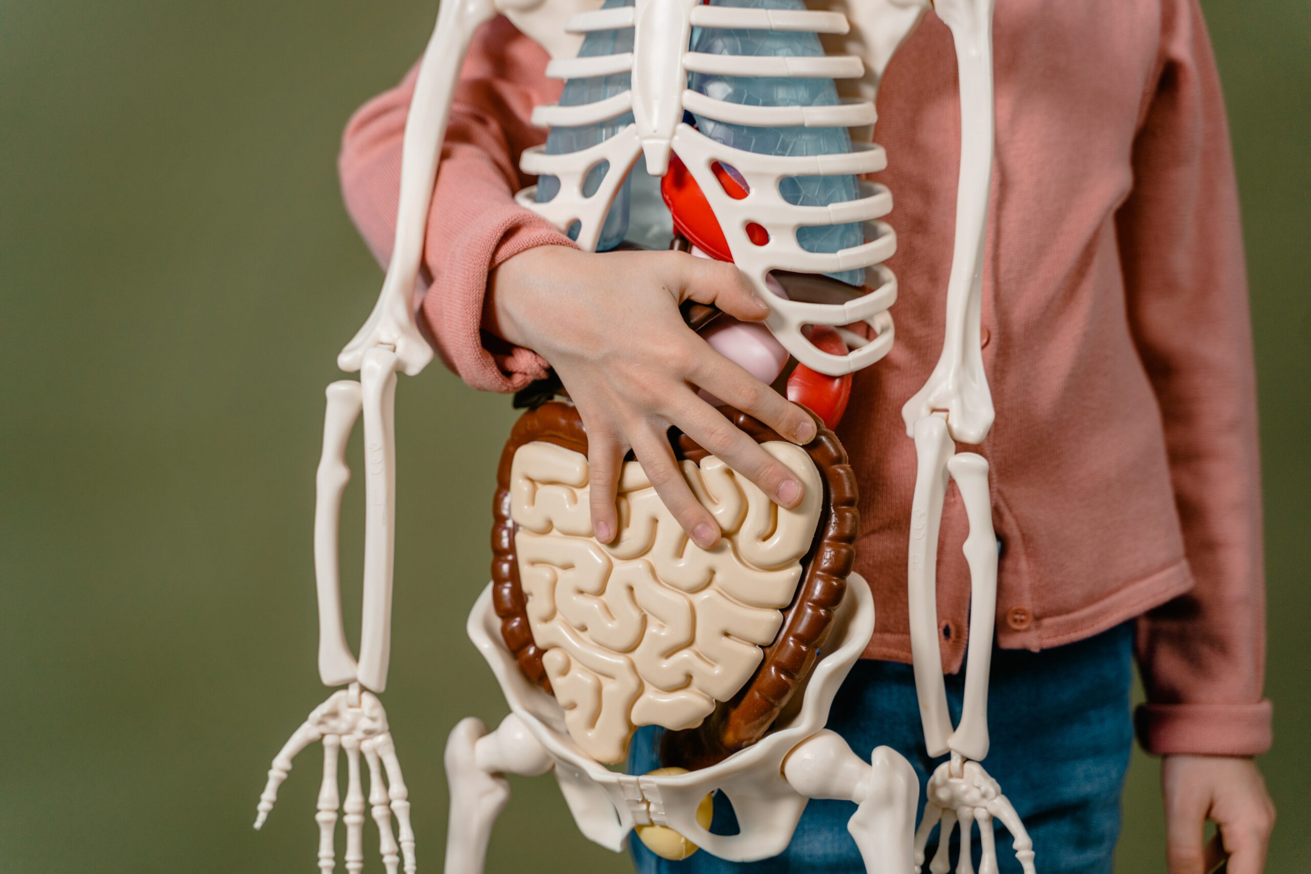 Orgaanklok jongen met skelet