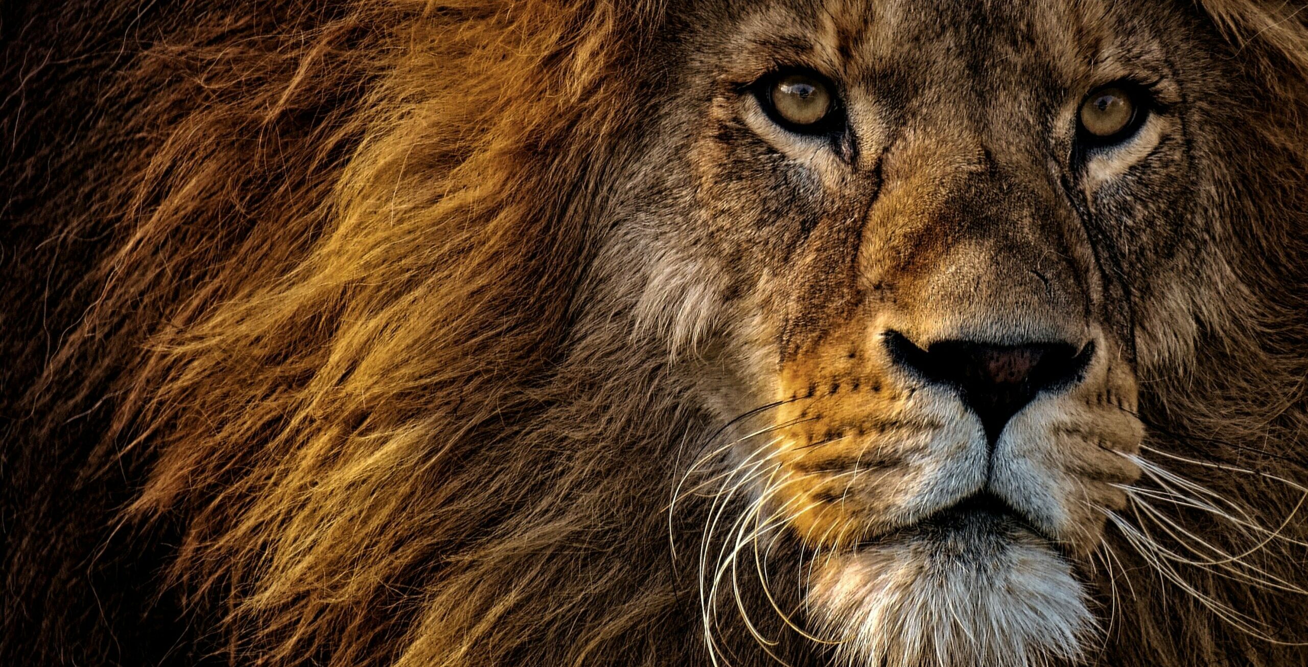 Lion's mane leeuw